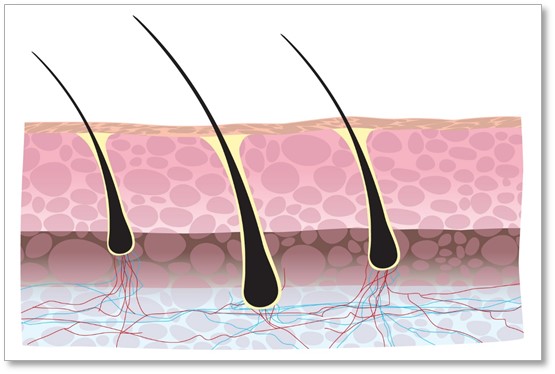 human hair cell