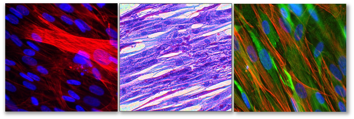 Skeletal Muscle | Cell Applications