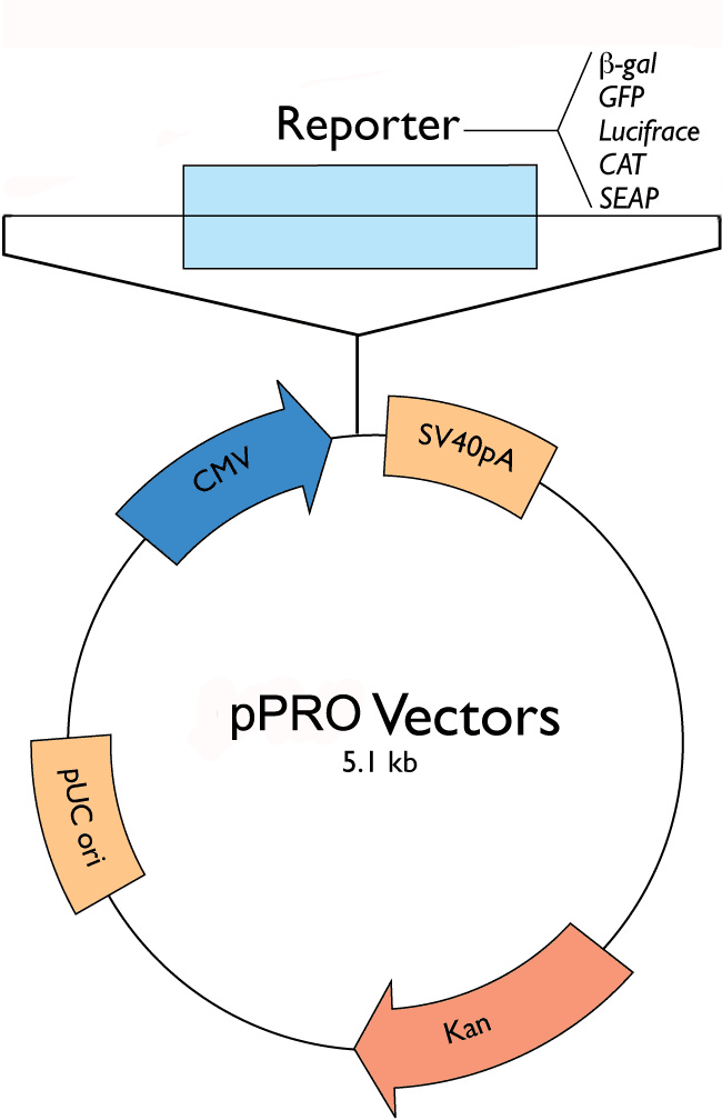 ppro reporter vectors cell applications reporter genes